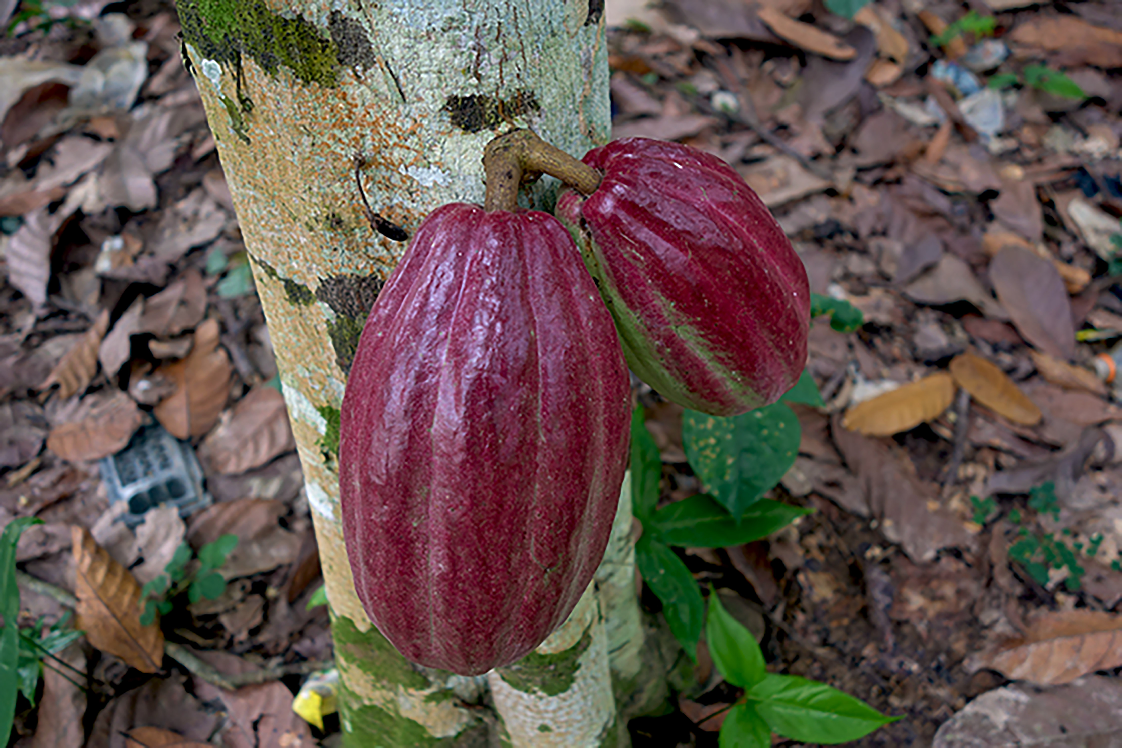 UTZ joins the International Cocoa Initiative ICI Cocoa Initiative